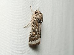 Proteuxoa oxygona