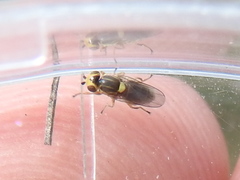 Chlorops