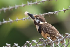 Hypnelus ruficollis