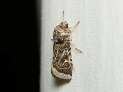 Proteuxoa oxygona