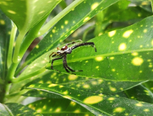 Two-striped Telamonia
