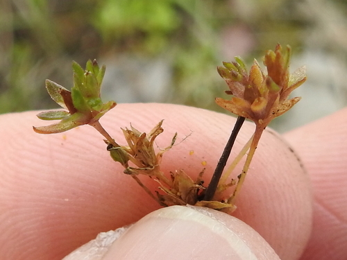 Image of Mononeuria minima by (c) Sam Kieschnick, some rights reserved (CC BY)