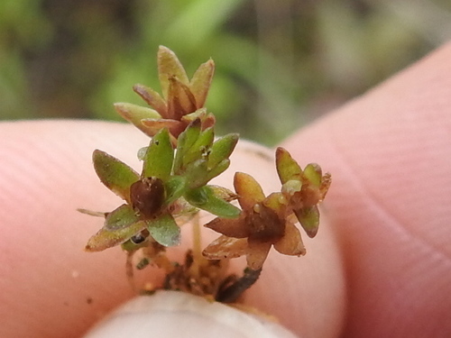Image of Mononeuria minima by (c) Sam Kieschnick, some rights reserved (CC BY)