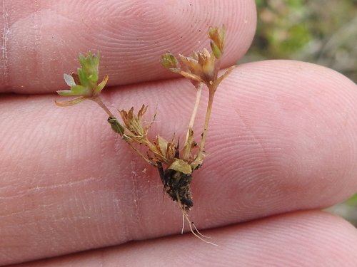 Image of Mononeuria minima by (c) Sam Kieschnick, some rights reserved (CC BY)