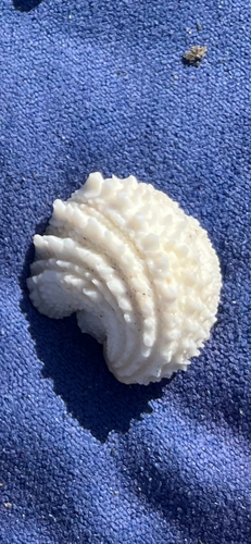 Arcinella cornuta