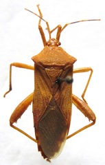 Nematopus nigroannulatus