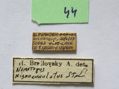 Nematopus nigroannulatus