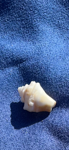 Strombus pugilis