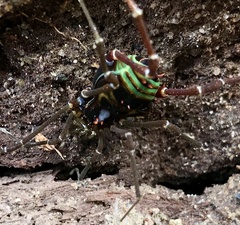 Sadocus polyacanthus