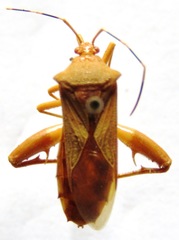 Nematopus nigroannulatus