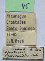 Nematopus nigroannulatus