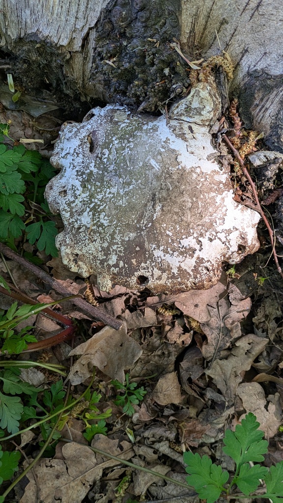 Fomitopsis betulina · April 2026 · photo: © guywallbanks (iNaturalist, cc-by)