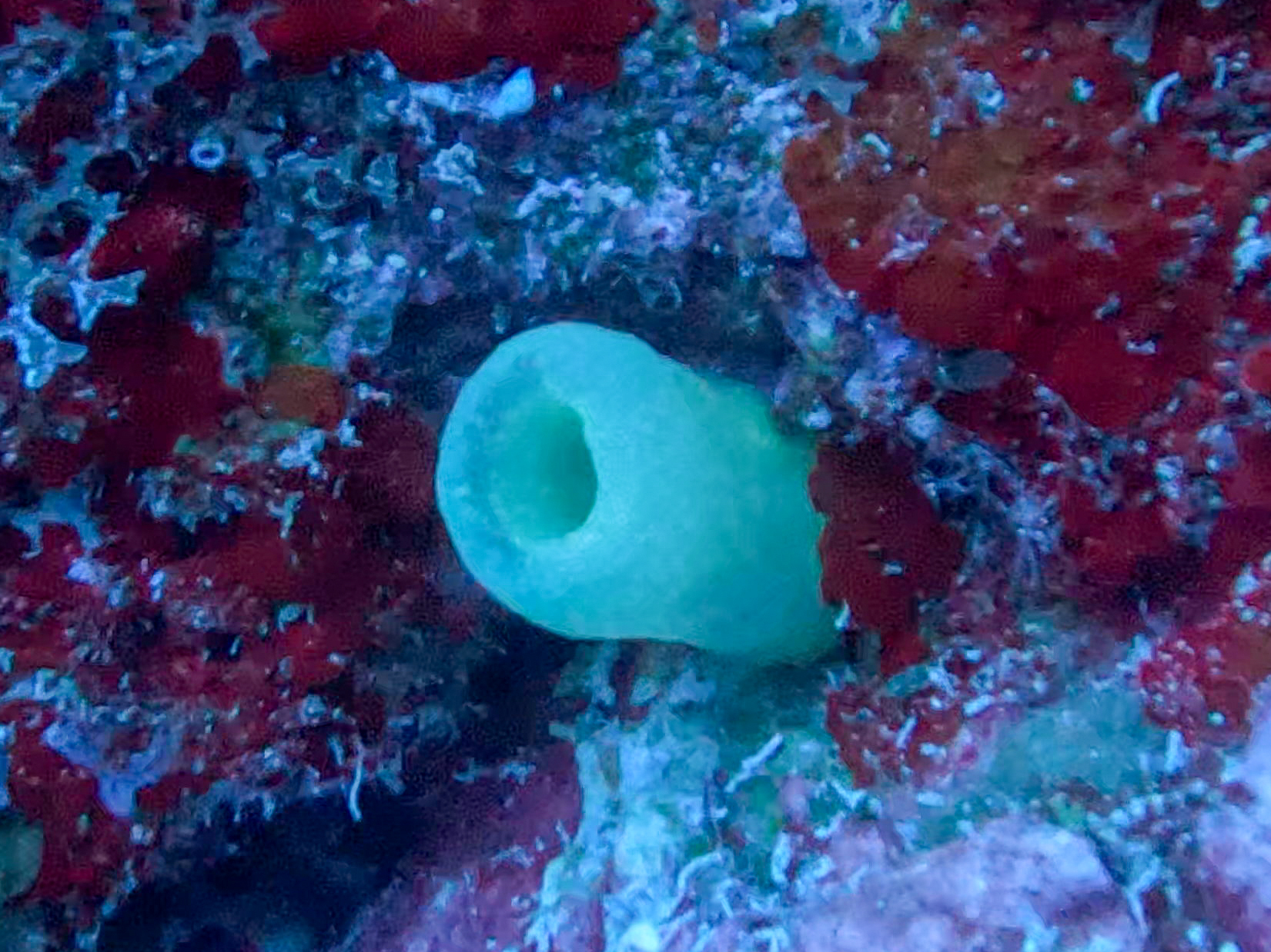 Phallusia fragilis Bonnet & Rocha, 2011