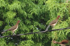 Ortalis garrula