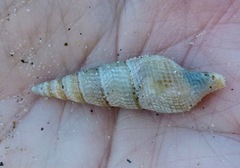 Ophiodermella inermis