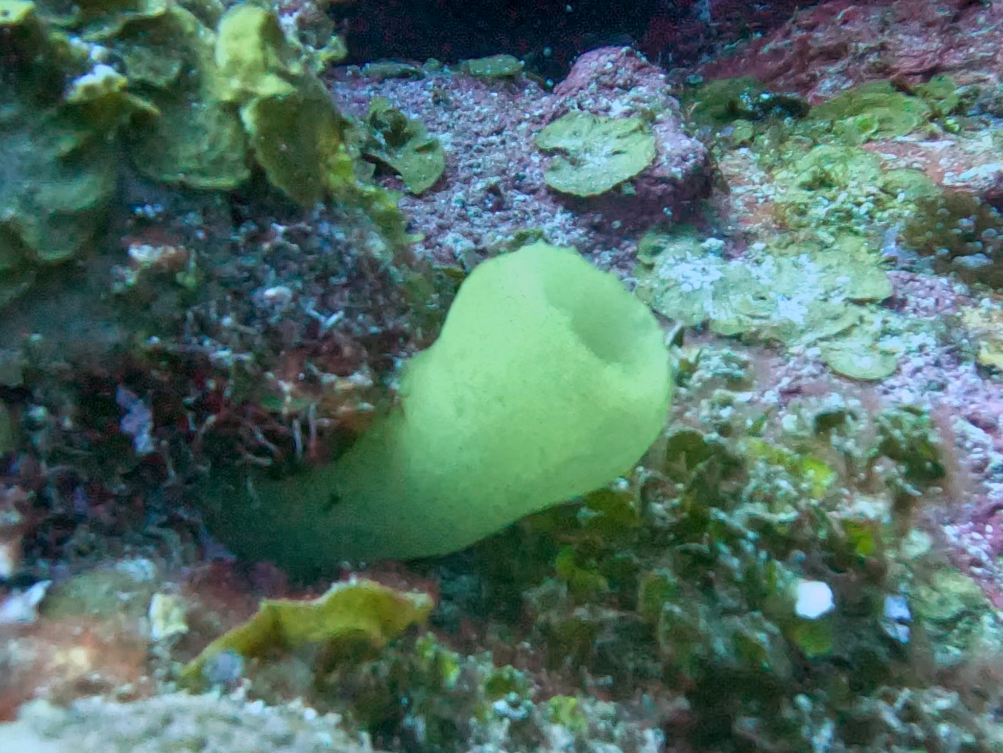 Phallusia fragilis Bonnet & Rocha, 2011