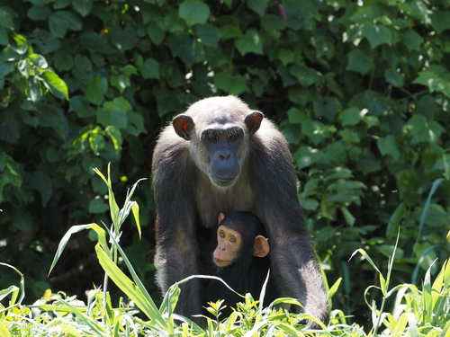 Chimpanzee