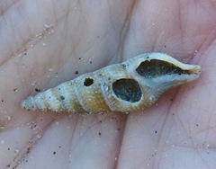 Ophiodermella inermis