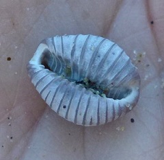 Pseudopusula californiana