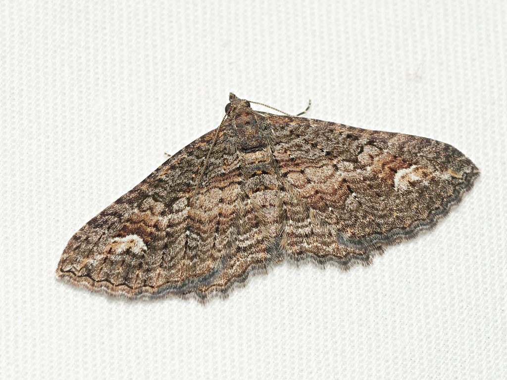 Eucymatoge scotodes