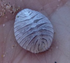 Pseudopusula californiana