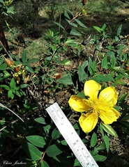 Hypericum kouytchense