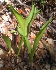 Convallaria