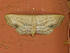 Scopula aemulata
