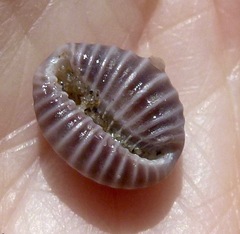 Pseudopusula californiana