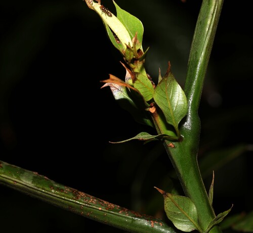 Tachigali paniculata observed 2026-04-25