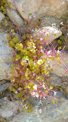 Ivy-leaved toadflax