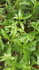 Dyschoriste linearis