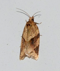 Argyrotaenia ivana