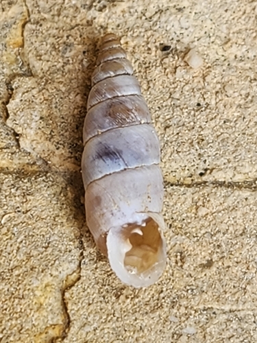 Solatopupa similis