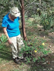 Hypericum kouytchense