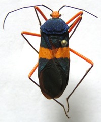 Paryphes blandus