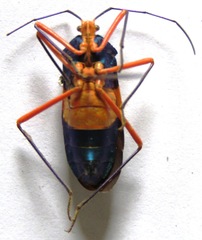 Paryphes blandus