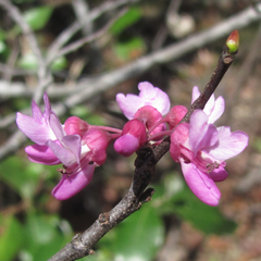 Cercis canadensis texensis