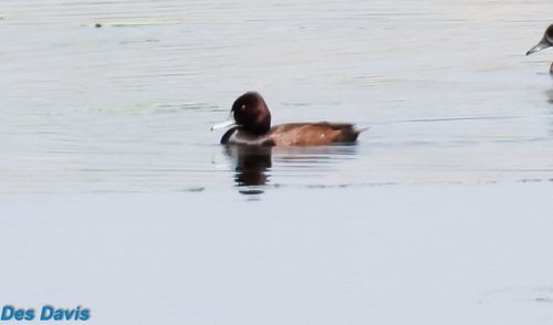iNaturalist image
