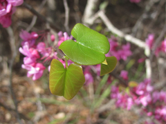 Cercis canadensis texensis