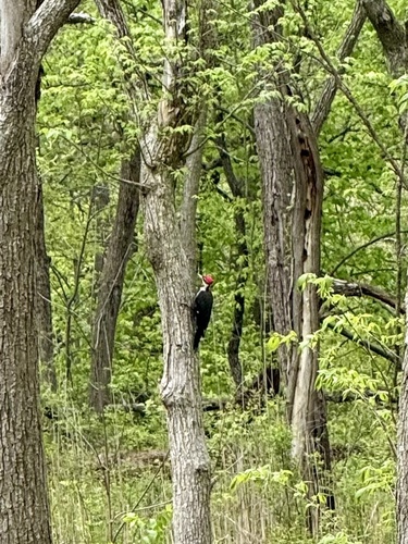 Pileated Woodpecker photographed in Illinois