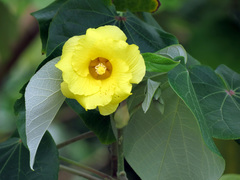 Hibiscus tiliaceus pernambucensis