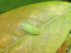 Tropiduchinae