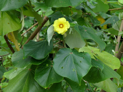 Hibiscus tiliaceus pernambucensis