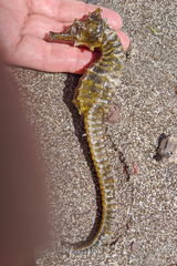 Hippocampus ingens