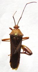 Nematopus nigroannulatus