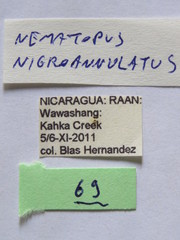 Nematopus nigroannulatus