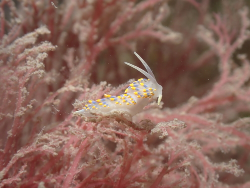 Tenellia caerulea