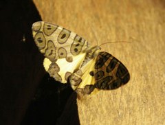 Pantherodes pardalaria