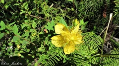 Hypericum kouytchense